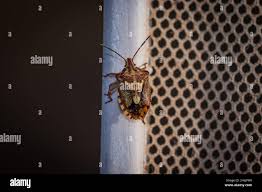 Attēlu rezultāti vaicājumam “Jalla dumosa imago”