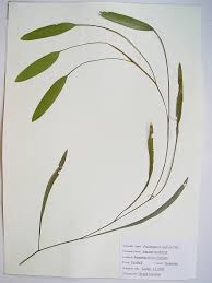 Attēlu rezultāti vaicājumam “Potamogeton trichoides leaf”