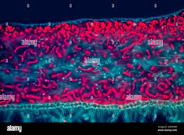 Attēlu rezultāti vaicājumam “Leptogium saturninum”