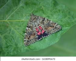 Attēlu rezultāti vaicājumam “Catocala sponsa”