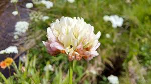 Attēlu rezultāti vaicājumam “Trifolium hybridum flower”
