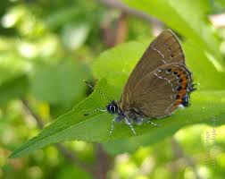 Attēlu rezultāti vaicājumam “Satyrium pruni”
