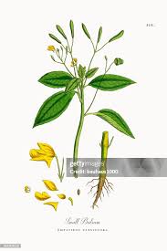 Attēlu rezultāti vaicājumam “Impatiens parviflora leaf”