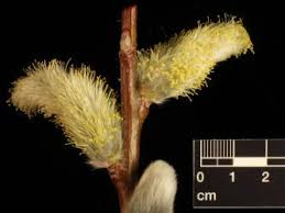 Attēlu rezultāti vaicājumam “Salix daphnoides subsp. acutifolia”