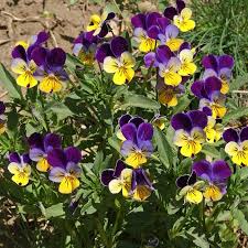 Attēlu rezultāti vaicājumam “Viola tricolor flower”