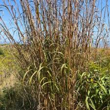 Attēlu rezultāti vaicājumam “Juncus nastanthus”