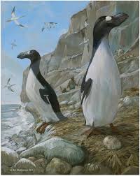 Image result for Pinguinus impennis