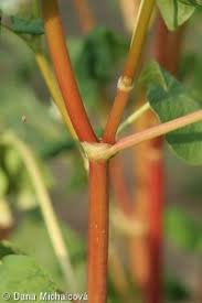 Attēlu rezultāti vaicājumam “Fagopyrum esculentum fruit”