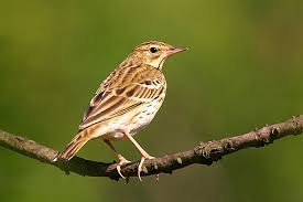 Attēlu rezultāti vaicājumam “Anthus trivialis”