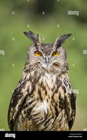 Attēlu rezultāti vaicājumam “Bubo bubo adult”