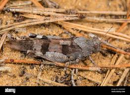 Attēlu rezultāti vaicājumam “Oedipoda caerulescens”