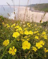 Attēlu rezultāti vaicājumam “Helianthemum nummularium”