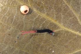 Attēlu rezultāti vaicājumam “Cerura vinula larva”