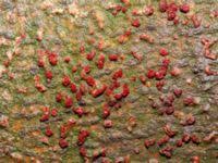 Attēlu rezultāti vaicājumam “Neonectria coccinea”