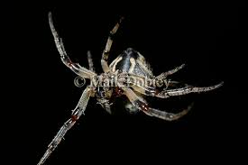 Attēlu rezultāti vaicājumam “Larinioides cornutus”