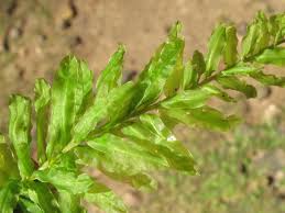 Attēlu rezultāti vaicājumam “Plagiomnium undulatum”