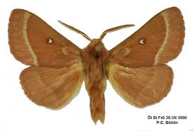 Attēlu rezultāti vaicājumam “Lasiocampa trifolii male”