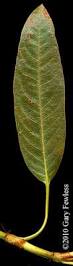 Attēlu rezultāti vaicājumam “Polygonum amphibium leaf”