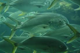 Image result for Caranx hippos