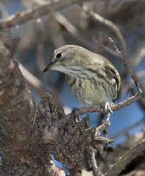 Image result for Dendroica tigrina