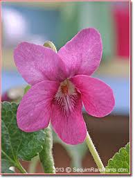 Image result for Viola odorata