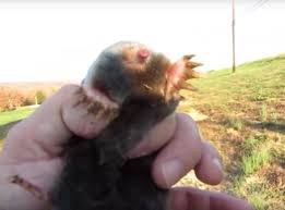 Attēlu rezultāti vaicājumam “Talpa europaea”