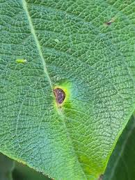 Attēlu rezultāti vaicājumam “Euura pedunculi”