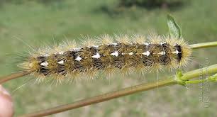 Attēlu rezultāti vaicājumam “Rhyparia purpurata”