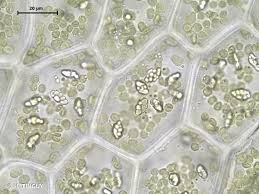 Attēlu rezultāti vaicājumam “Calypogeia integristipula”