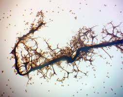 Attēlu rezultāti vaicājumam “Stemonaria irregularis”