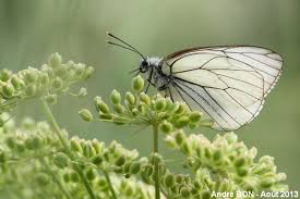 Attēlu rezultāti vaicājumam “Aporia crataegi upperside”