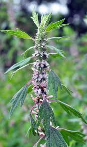 Attēlu rezultāti vaicājumam “Leonurus quinquelobatus”