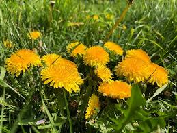 Attēlu rezultāti vaicājumam “Taraxacum officinale aggr. leaf”