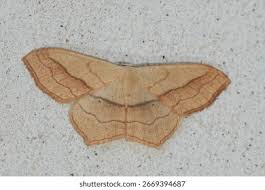 Attēlu rezultāti vaicājumam “Scopula floslactata imago”