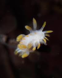 Image result for London Hellfins