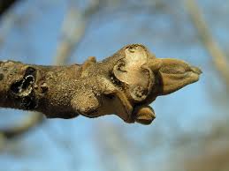 Attēlu rezultāti vaicājumam “Juglans ailanthifolia”