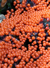 Attēlu rezultāti vaicājumam “Trichia varia sessile”