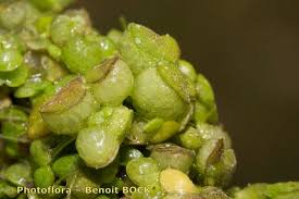 Attēlu rezultāti vaicājumam “Lemna gibba”