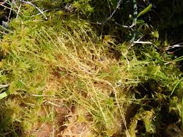 Attēlu rezultāti vaicājumam “Sphagnum riparium”