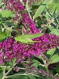 Attēlu rezultāti vaicājumam “Tettigonia cantans”