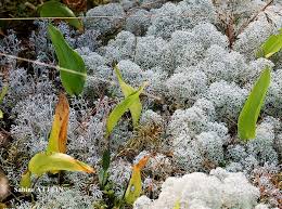 Attēlu rezultāti vaicājumam “Cladonia stellaris”