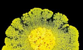 Attēlu rezultāti vaicājumam “Physarum oblatum macro”