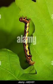 Attēlu rezultāti vaicājumam “Erannis defoliaria larva”