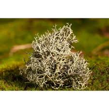 Attēlu rezultāti vaicājumam “Cetraria islandica”