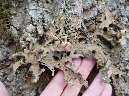 Attēlu rezultāti vaicājumam “Lobaria pulmonaria”