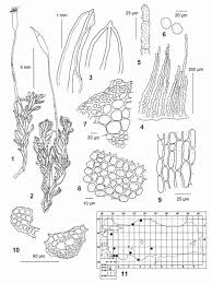 Attēlu rezultāti vaicājumam “Cinclidotus danubicus cells”