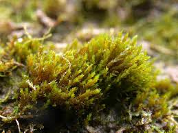 Attēlu rezultāti vaicājumam “Dicranella staphylina macro”