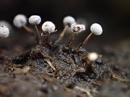 Attēlu rezultāti vaicājumam “Diderma chondrioderma macro”