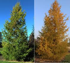 Attēlu rezultāti vaicājumam “Larix”