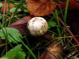 Attēlu rezultāti vaicājumam “Tulostoma fimbriatum”